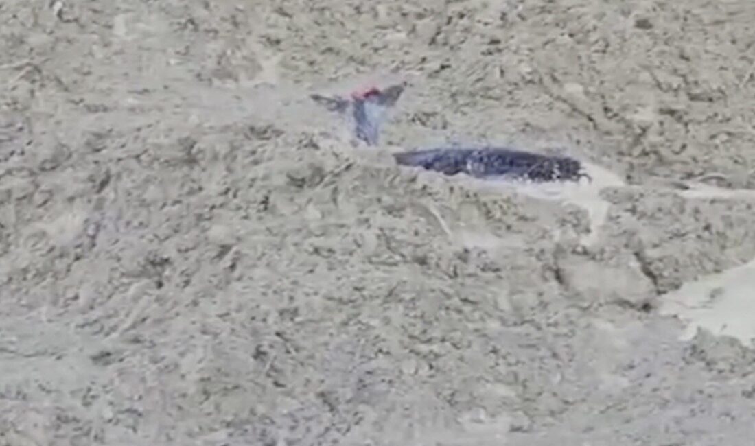 Kastamonu’nun Abana ilçesinde uçurumdan düşerek çamura saplanan karaca, orman ekipleri