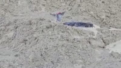 Kastamonu’nun Abana ilçesinde uçurumdan düşerek çamura saplanan karaca, orman ekipleri