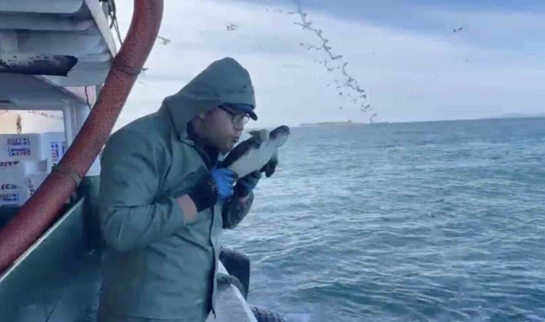 Çanakkale’de ava çıkan balıkçı teknesi ağlarına takılan yavru caretta carettayı