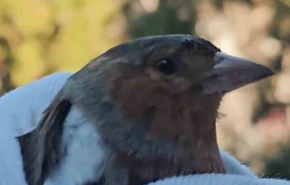 Çanakkale’de bitkin ve zayıf halde bulunan ispinoz kuşu tedavisinin ardından