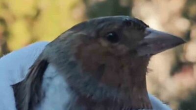 Çanakkale’de bitkin ve zayıf halde bulunan ispinoz kuşu tedavisinin ardından