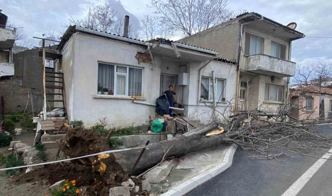 Çanakkale’nin Gelibolu ilçesinde etkili olan lodos fırtınası nedeniyle bir ağaç