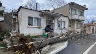 Çanakkale’nin Gelibolu ilçesinde etkili olan lodos fırtınası nedeniyle bir ağaç