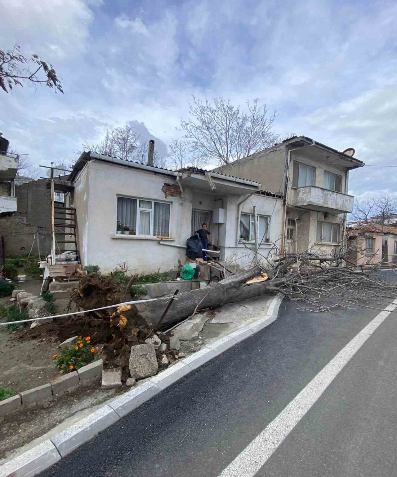 Çanakkale’nin Gelibolu ilçesinde etkili olan lodos fırtınası nedeniyle bir ağaç