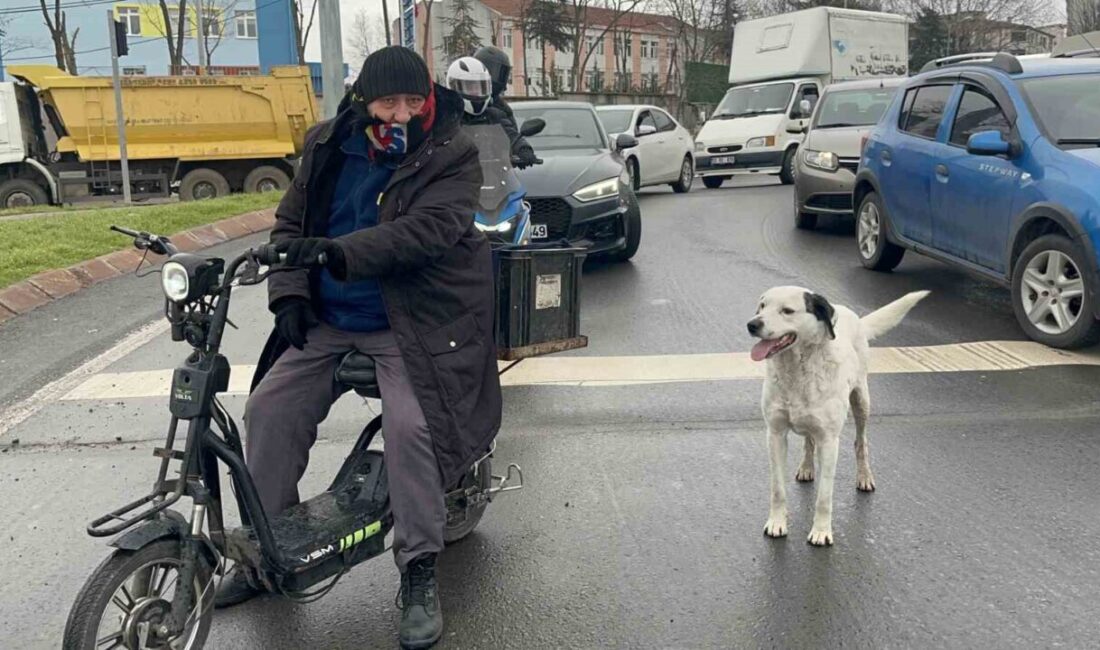 Tekirdağ Çorlu’da bir vatandaşın ‘Karagöz’ ismini verdiği köpeği, çarşı, pazar,
