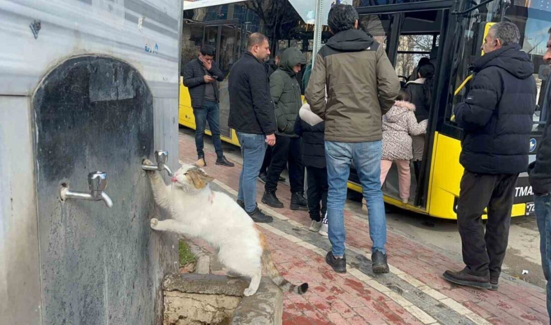 Batman’da soğuk havada susayan kedi, vatandaşların çeşmenin musluğunu açmasıyla susuzluğunu