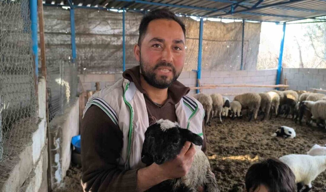 Hatay’da çift başlı olarak dünyaya gelen kuzu, yaşama tutundu. Kuzunun