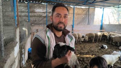 Hatay’da çift başlı olarak dünyaya gelen kuzu, yaşama tutundu. Kuzunun