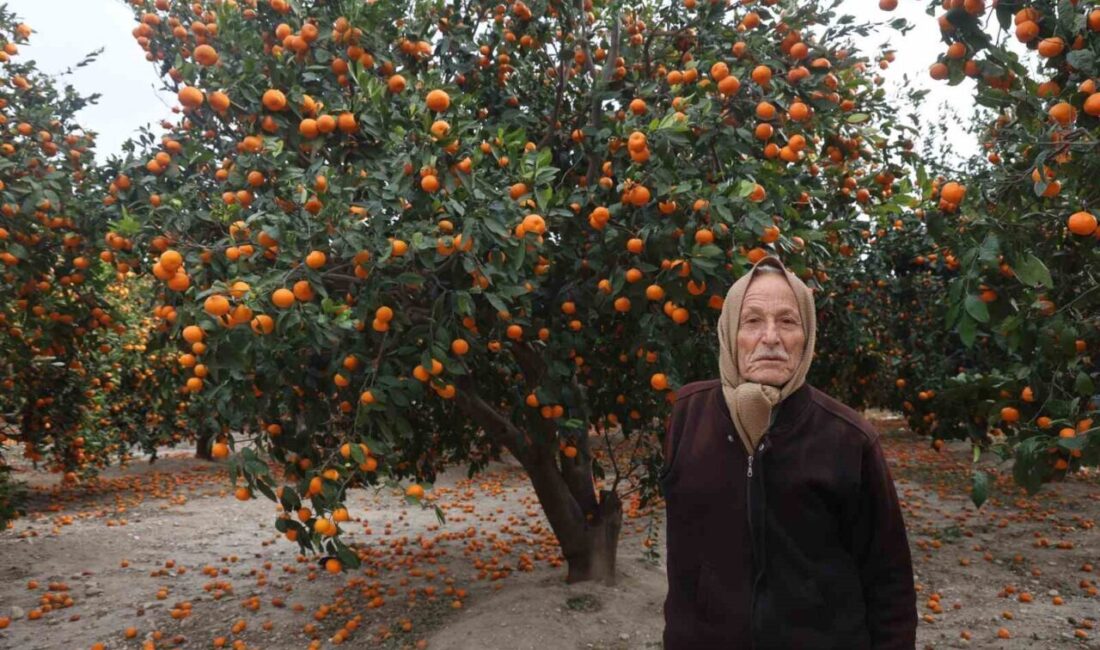 Hatay’da bolluk nedeniyle alıcı bulunamayan mandalinalar dalda kaldı. Türkiye’nin en
