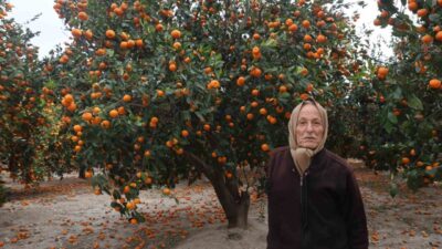 Hatay’da bolluk nedeniyle alıcı bulunamayan mandalinalar dalda kaldı. Türkiye’nin en