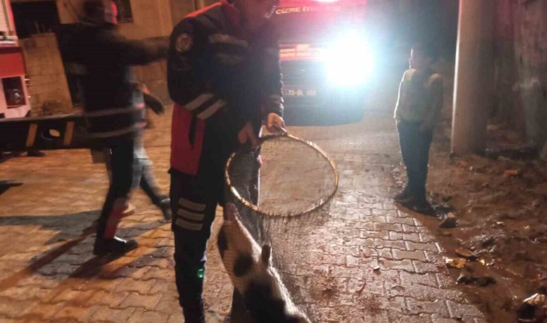Şırnak’ın Cizre ilçesinde damdan düşerek ayağı demir korkuluklara sıkışan kedi,