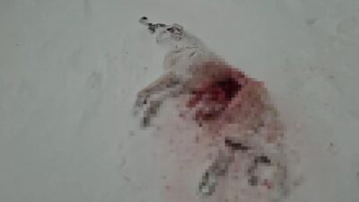 Sivas’ta aç kalan kurtlar, köylere inmeye başladı. Gece saatlerinde köye