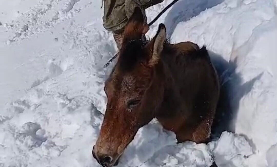 Batman’ın Sason ilçesinde yoğun kar yağışı nedeniyle dağlık alanda mahsur