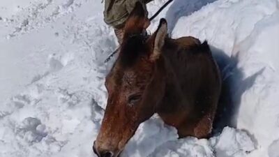 Batman’ın Sason ilçesinde yoğun kar yağışı nedeniyle dağlık alanda mahsur