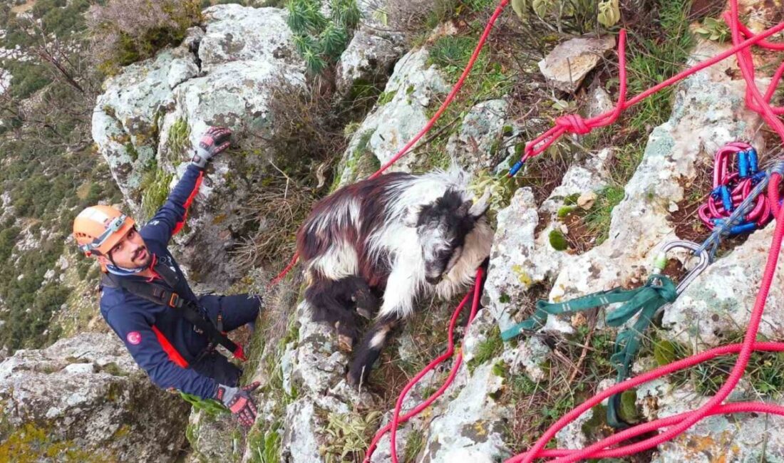 Burdur’un Bucak ilçesinde dağlık alanda mahsur kalan keçi, ekiplerce kurtarılarak