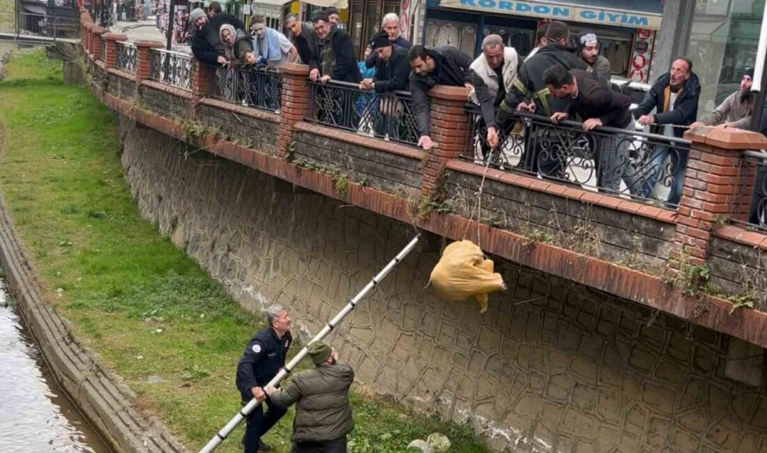 Rize’nin Ardeşen ilçesinde dere yatağında mahsur kalan sokak köpeği, itfaiye