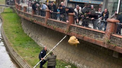 Rize’nin Ardeşen ilçesinde dere yatağında mahsur kalan sokak köpeği, itfaiye
