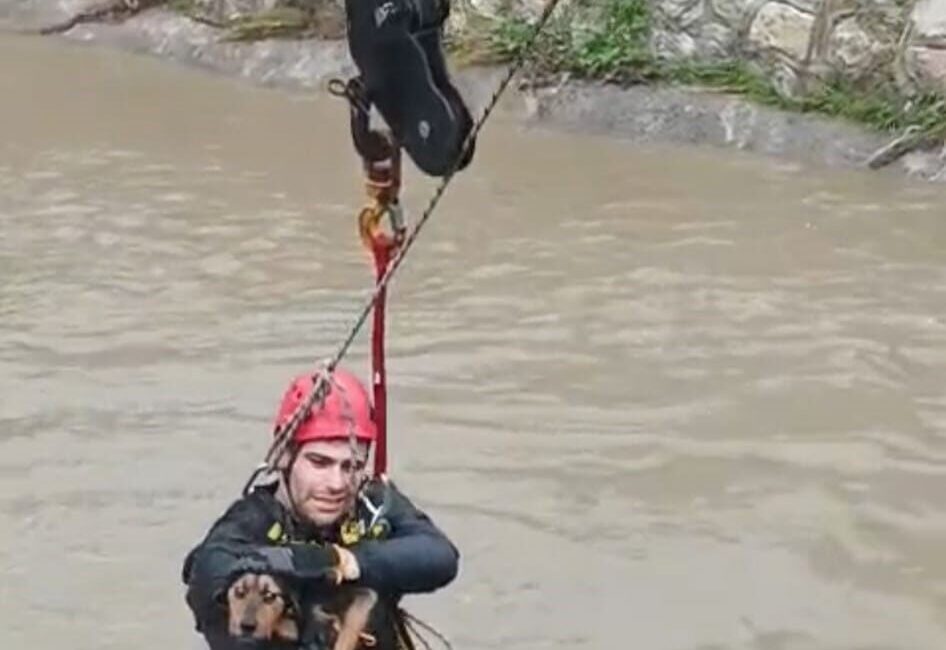 Karabağlar Aşık Veysel Mahallesi’nde dereye düşerek mahsur kalan bir köpek