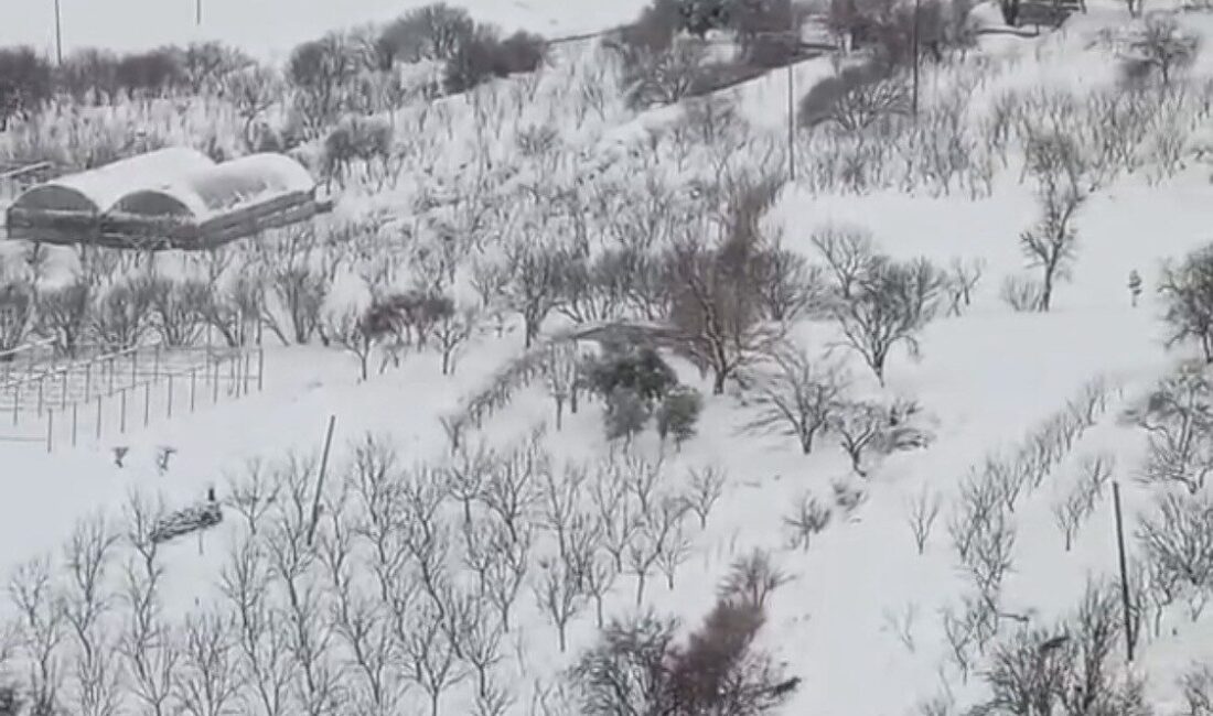 Diyarbakır’ın Çermik ilçesinde, doğal yaşam alanlarında yiyecek bulamayan kurt sürüsü