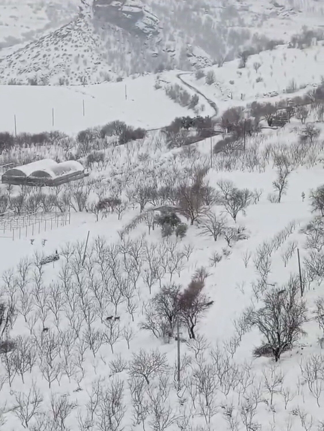 Diyarbakır’ın Çermik ilçesinde, doğal yaşam alanlarında yiyecek bulamayan kurt sürüsü