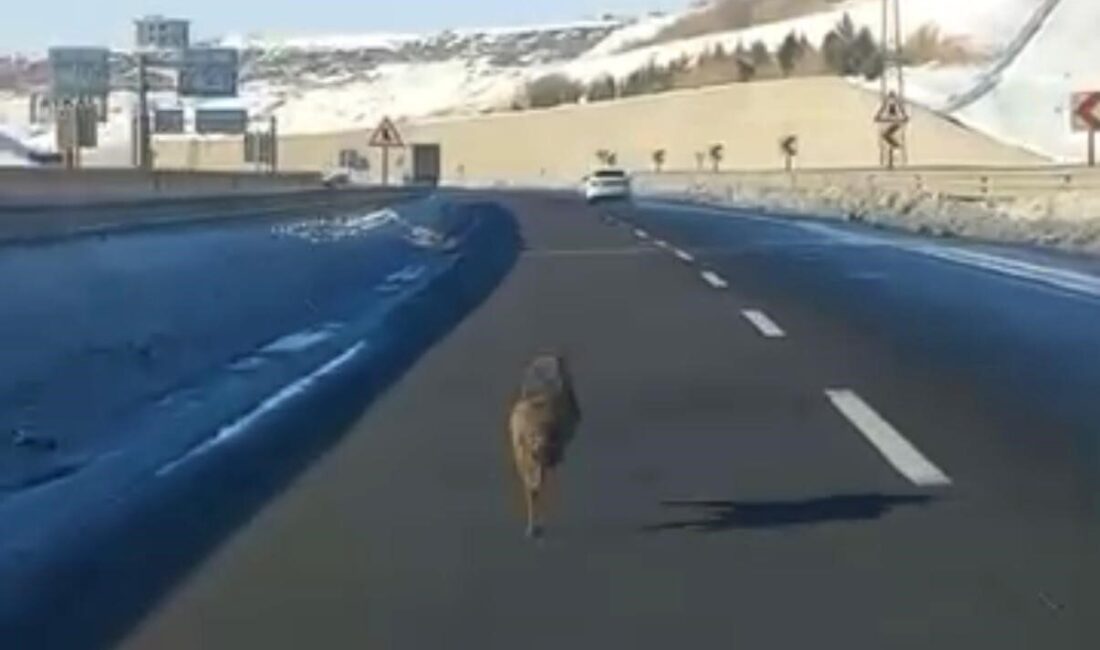 Diyarbakır’ın Yenişehir ilçesinde bir kurdun uzun süre bir aracın önünde