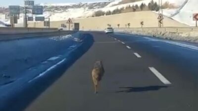 Diyarbakır’ın Yenişehir ilçesinde bir kurdun uzun süre bir aracın önünde