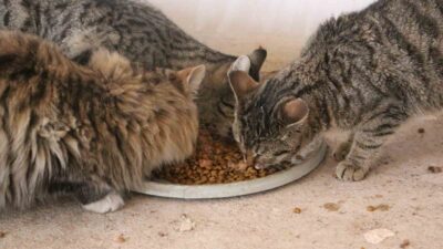 Diyarbakır’da yaşayan Muhammet Bahattin Doğru, 10 yıldır sokak hayvanlarının yaşam