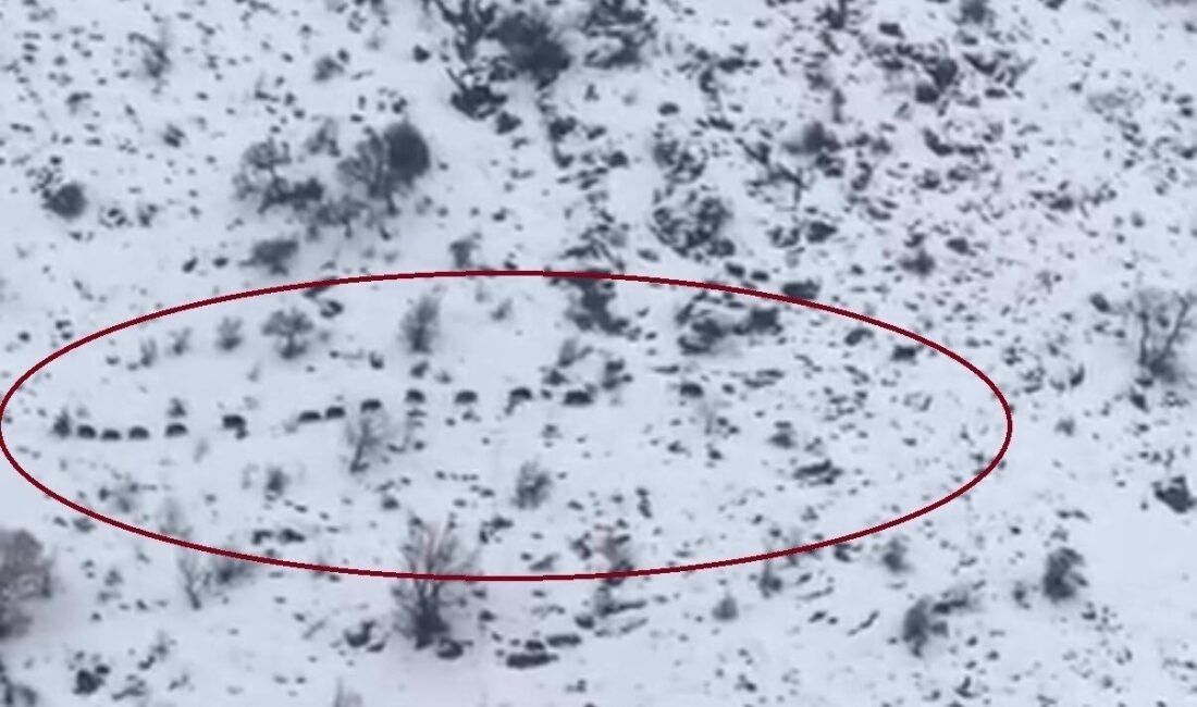 Diyarbakır’ın Çüngüş ilçesinde sürü halinde gezen domuzlar görüntülendi. İlçenin Elmadere