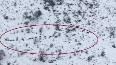 Diyarbakır’ın Çüngüş ilçesinde sürü halinde gezen domuzlar görüntülendi. İlçenin Elmadere