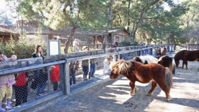 Antalya Büyükşehir Belediyesi Doğal Yaşam Parkı’nda yıl boyunca çocuklara hayvan