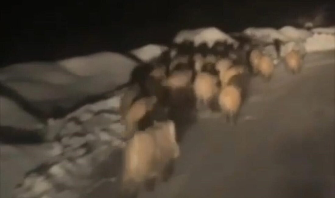 Şırnak’ta çetin kış şartlarında doğal yaşam alanlarında yiyecek bulamayan domuz