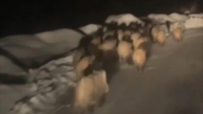 Şırnak’ta çetin kış şartlarında doğal yaşam alanlarında yiyecek bulamayan domuz