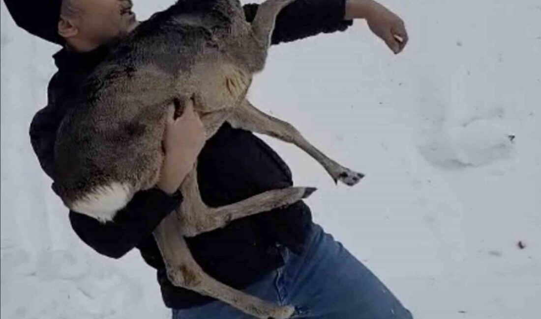 Düzce’nin Güzeldere köyü mevkiinde karların içinde yaralı halde bulunan yavru