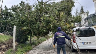 Edirne’de etkili olan fırtına nedeniyle kökünden sökülen ağaç park halindeki