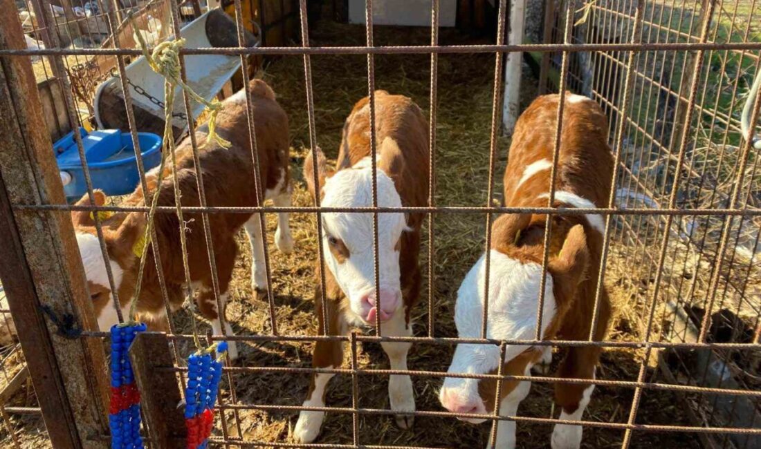 Edirne merkeze bağlı Orhaniye köyünde hayvancılık yapan bir yetiştiricinin işletmesinde
