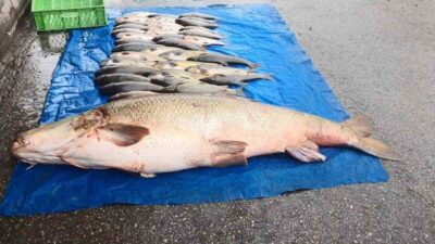 Elazığ’da amatör balıkçılar, Murat Nehri’nde 52 kiloluk dev turna balığı