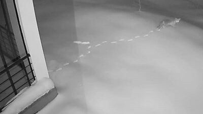 Elazığ’da kardan dolayı yiyecek bulamayan ve köylerdeki evlerin kenarlarına kadar