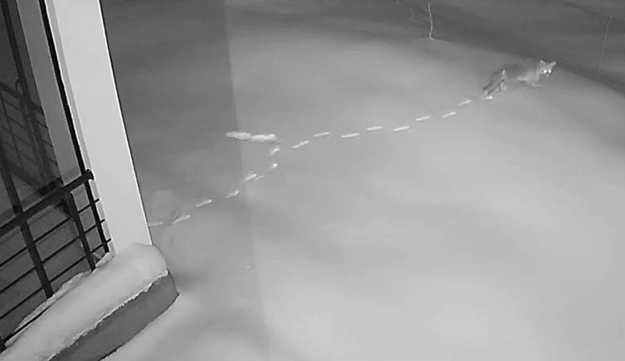 Elazığ’da kardan dolayı yiyecek bulamayan ve köylerdeki evlerin kenarlarına kadar