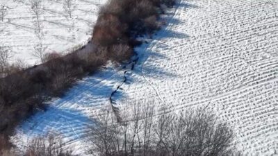 Elazığ’da kar üstünde gezen domuz sürüsü, dronla görüntülendi. Elazığ’da merkeze