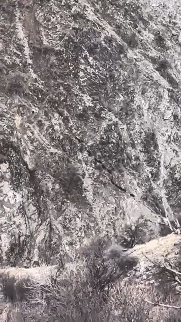 Elazığ’ın Sivrice ilçesinde domuz sürüsü görüldü. Elazığ’ın Sivrice ilçesine bağlı