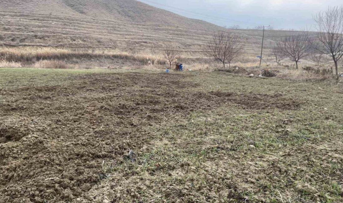 Elazığ’ın Baskil ilçesinde domuzlar, ekili alanları kazarak talan etti. Elazığ’ın
