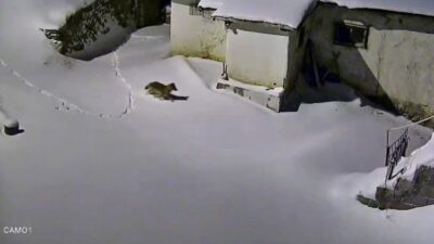 Elazığ’da aç kalan kurt, bir evin etrafında yiyecek ararken görüntülendi.
