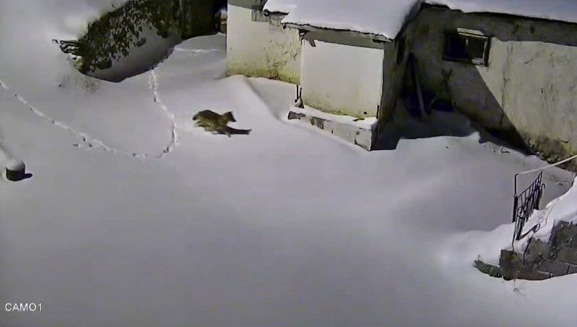 Elazığ’da aç kalan kurt, bir evin etrafında yiyecek ararken görüntülendi.