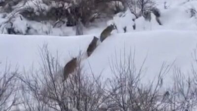 Elazığ’da yiyecek arayan kurt sürüsü görüntülendi. Doğada yiyecek bulmakta güçlük