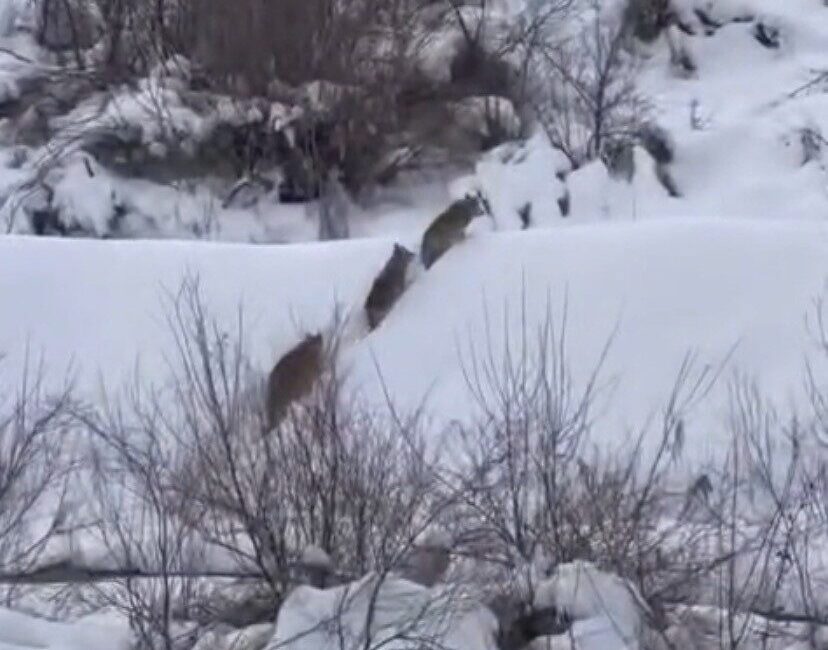 Elazığ’da yiyecek arayan kurt sürüsü görüntülendi. Doğada yiyecek bulmakta güçlük