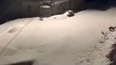 Elazığ’ın Baskil ilçesinde nesli tehdit altında bulunan vaşak ailesi görüntülendi.