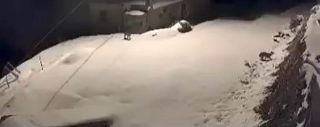 Elazığ’ın Baskil ilçesinde nesli tehdit altında bulunan vaşak ailesi görüntülendi.