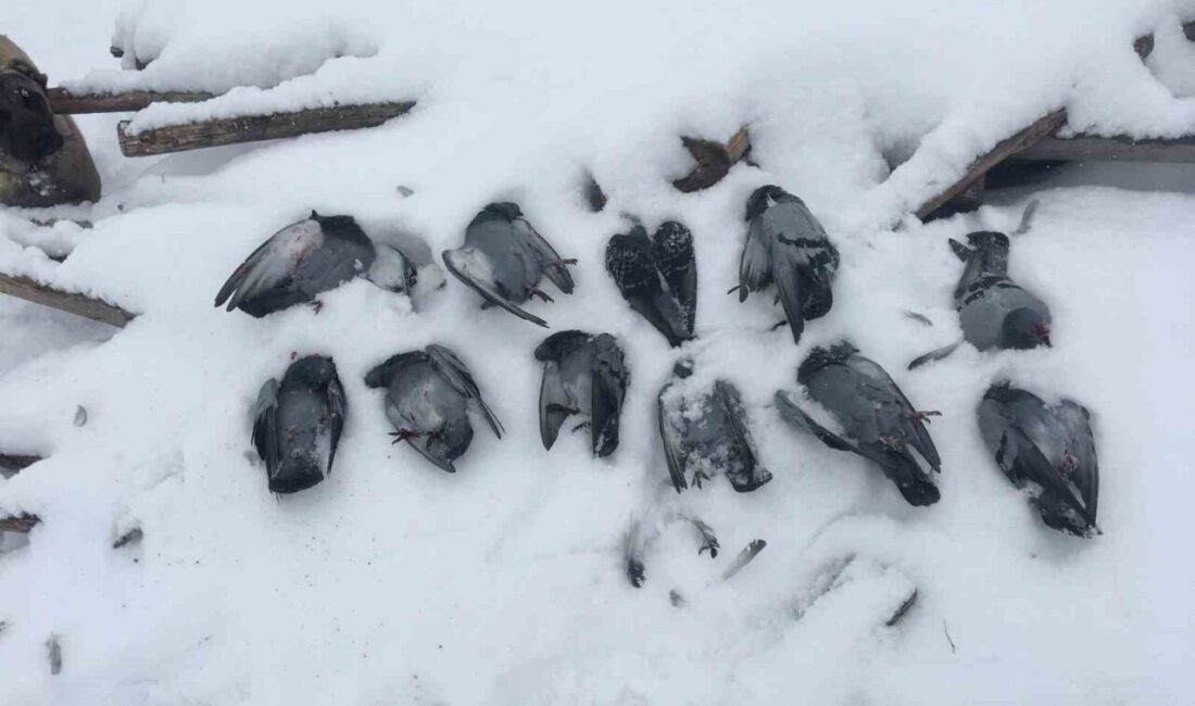 Hava sıcaklığının eksi 13 dereceleri gördüğü Elazığ’da, onlarca güvercin donarak