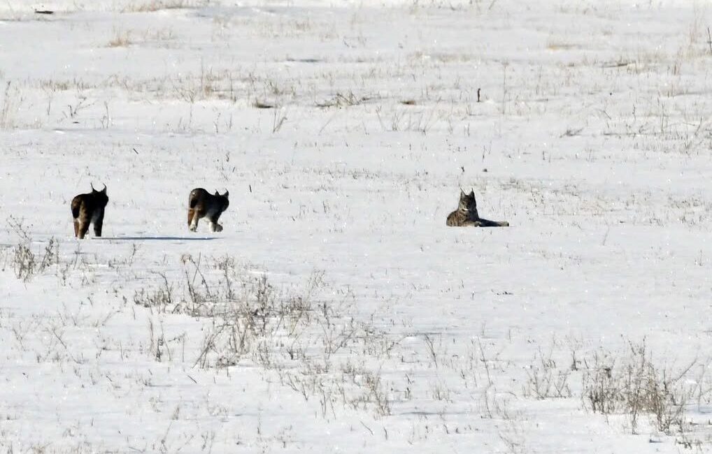 Elazığ’ın Karakoçan ilçesinde vaşak ailesi karla kaplı arazide fotoğraflandı. Elazığ’ın