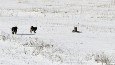 Elazığ’ın Karakoçan ilçesinde vaşak ailesi karla kaplı arazide fotoğraflandı. Elazığ’ın